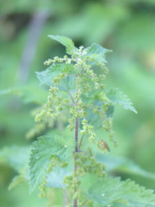 Nettles - Pippin & Gile - Bushcraft and Foraging - South London - South Wales - Mid Wales - Brecon Beacons National Park - Surrey