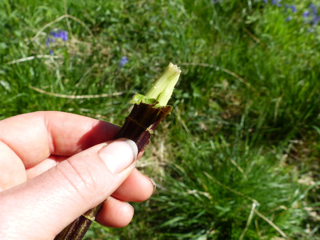 Peeling Back the skin - Nettle Cordage - Bushcraft in South London - Bushcraft in South Wales - Bushcraft in Surrey - Bushcraft in Mid Wales - Bushcraft and Foraging - Pippin & Gile - Primitive Skills