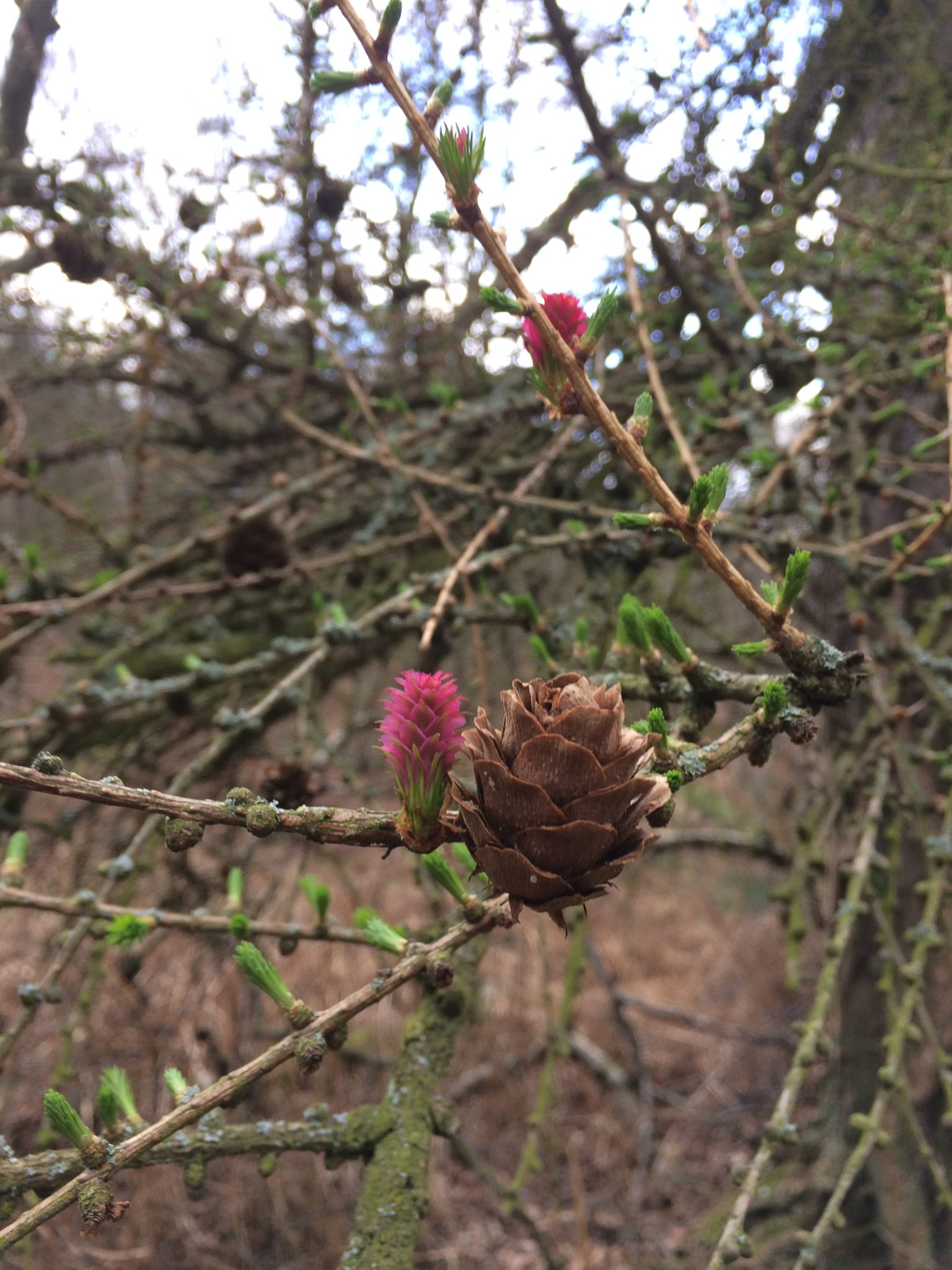 Larch - Bushcraft Courses in the Brecon Beacons - Bushcraft Courses in Surrey - Bushcraft Courses in South London - Bushcraft Courses in Mid Wales
