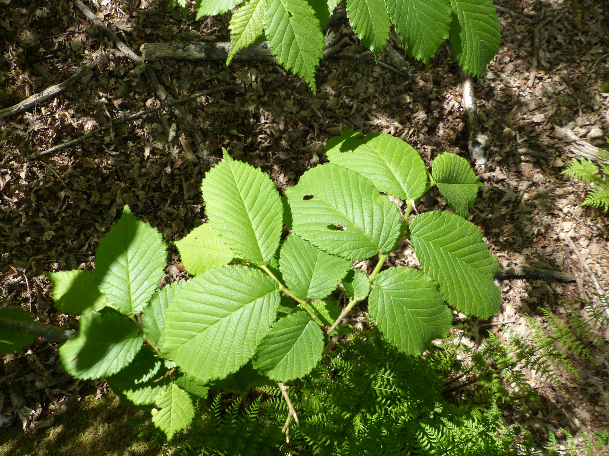 Sweet Chestnut - Bushcraft Courses in the Brecon Beacons - Bushcraft Courses in Surrey - Bushcraft Courses in South London - Bushcraft Courses in Mid Wales - Foraging Courses Surrey - Foraging Courses South London