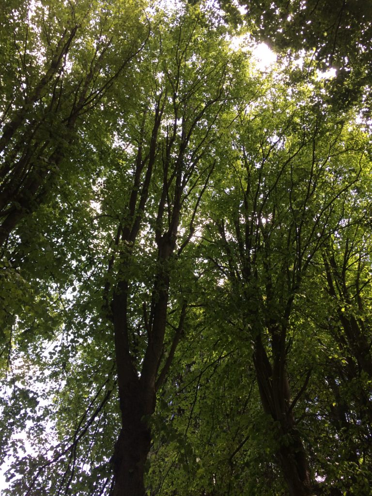 Lime Tree - Linden Tree - Foraging Courses South Wales - Foraging Courses East Surrey - Foraging Courses South London