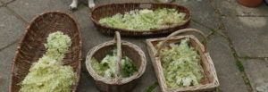 Picked Elderflowers - dog - Foraging Courses - Preserving Courses - Preserving Courses South London - Preserving Courses East Surrey