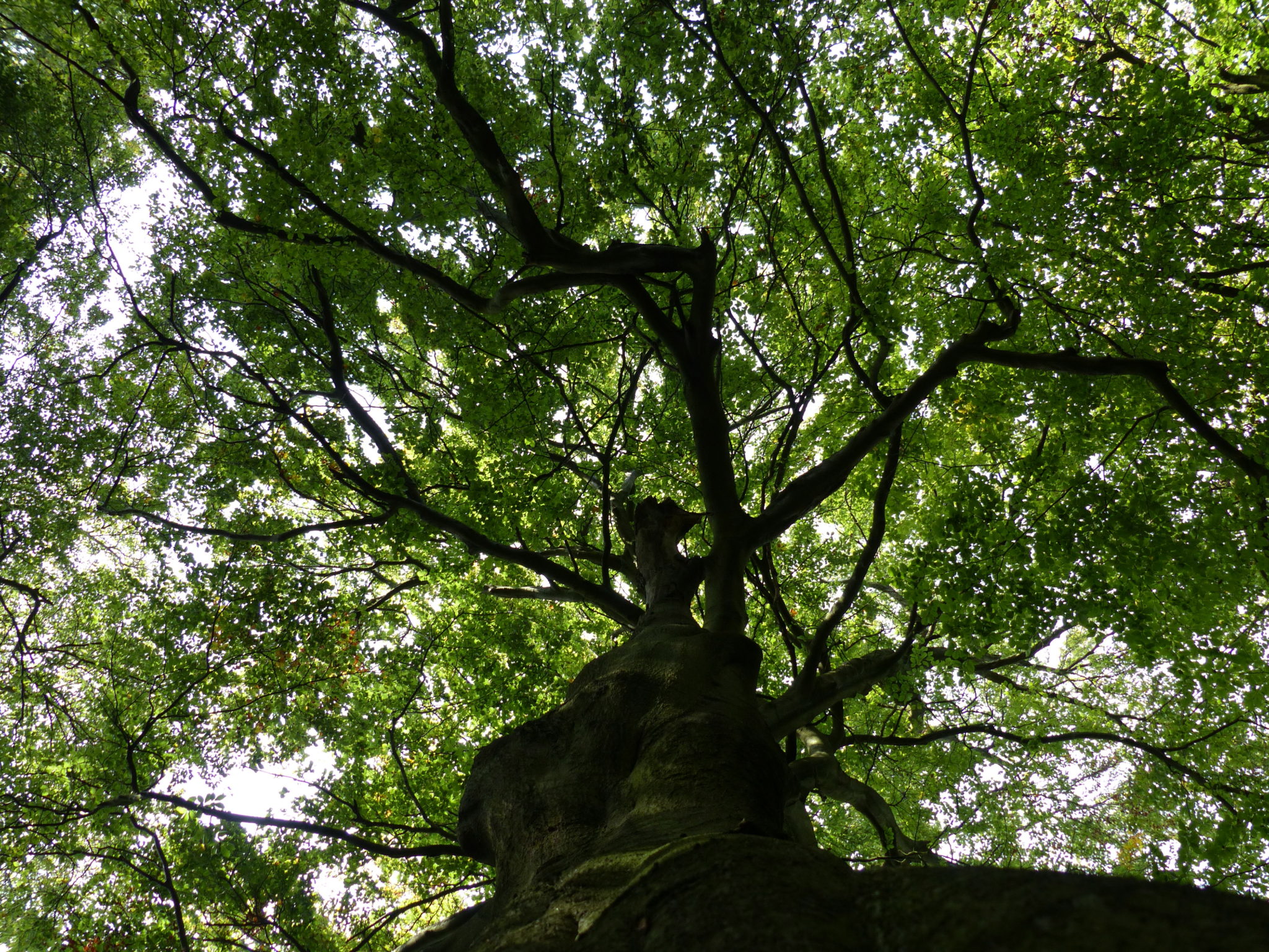 Beech Tree – Pippin & Gile – Bushcraft and Foraging – Brecon Beacons – Surrey – South London - Mid Wales - South Wales - Welsh Borders