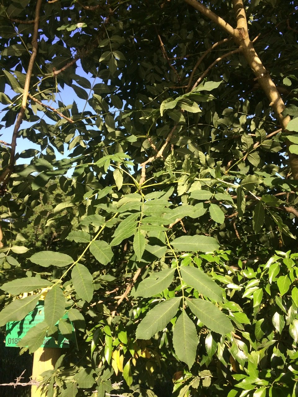 Ash Tree - Pippin & Gile - Bushcraft and Foraging - Bushcraft Courses in Surrey - Bushcraft Courses in South London - Foraging Courses in Surrey