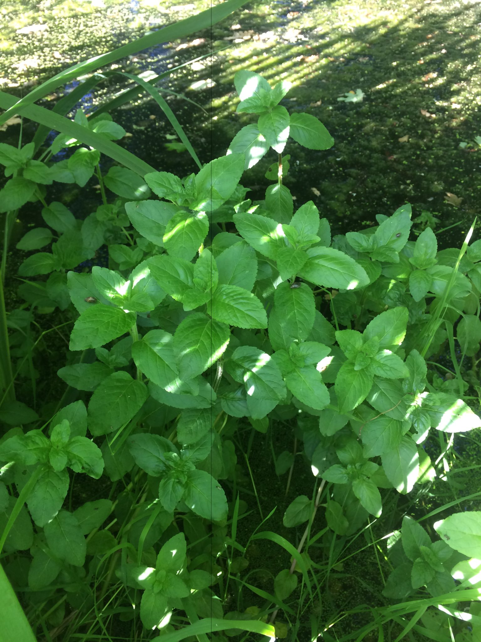 Water Mint - Pippin & Gile - Bushcraft and Foraging - Bushcraft Courses in Surrey - Bushcraft Courses in South London - Foraging Courses in Surrey