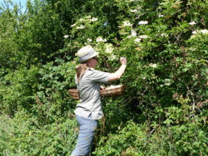 Picking Elderflowers - Foraging Courses - Preserving Courses - Preserving Courses South London - Preserving Courses East Surrey