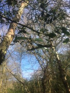 Holly Tree – Pippin & Gile – Bushcraft and Foraging – Brecon Beacons – Surrey – South London - Mid Wales - South Wales - Welsh Borders