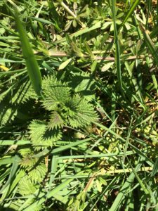 Nettles - Pippin & Gile - Bushcraft and Foraging - South London - South Wales - Mid Wales - Brecon Beacons National Park - Surrey