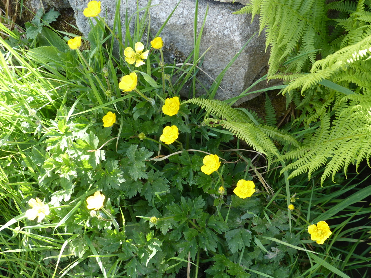 Buttercup - Pippin and Gile - Bushcraft and Foraging - Bushcraft in Surrey - Bushcraft in the Brecon Beacons