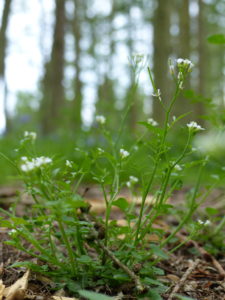 Hairy Bitter Cress - Pippin & Gile - Bushcraft and Foraging - South Wales - London - Spring