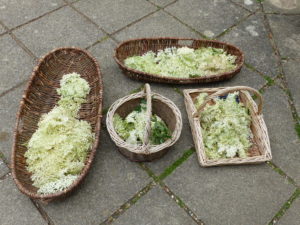 Picked Elderflowers - Foraging Courses - Preserving Courses - Preserving Courses South London - Preserving Courses East Surrey
