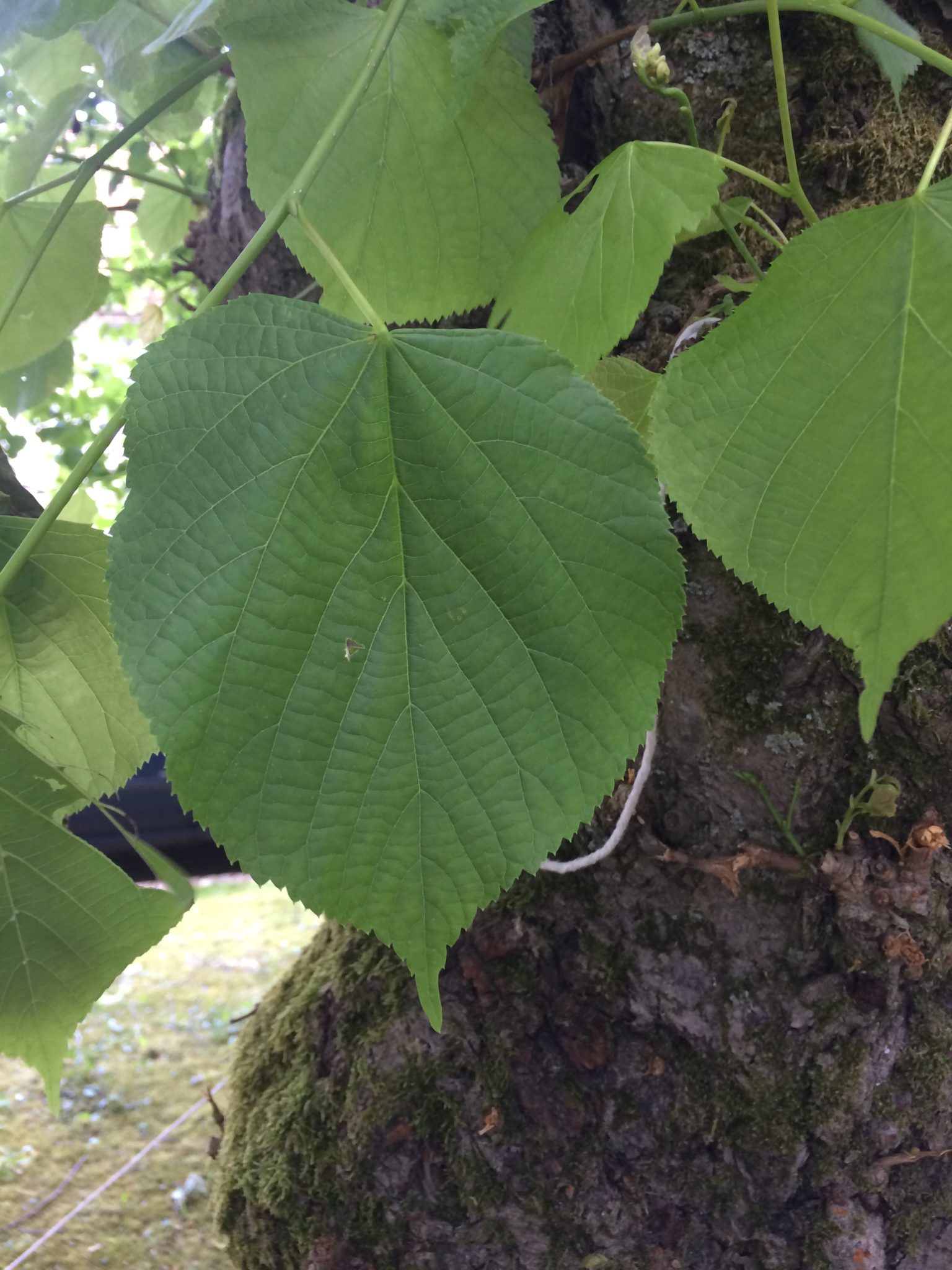 Lime Tree - Linden Tree - Foraging Courses South Wales - Foraging Courses East Surrey - Foraging Courses South London