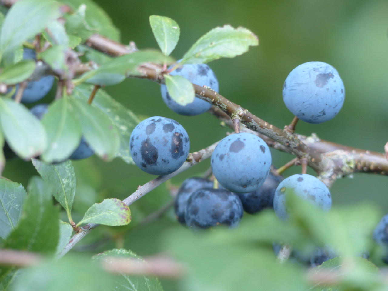 Sloes - Blackthorn - Foraging - Autumn - Pippin and Gile - Bushcraft and Foraging - London - Brecon Beacons - Surrey - Mid Wales - Welsh Borders
