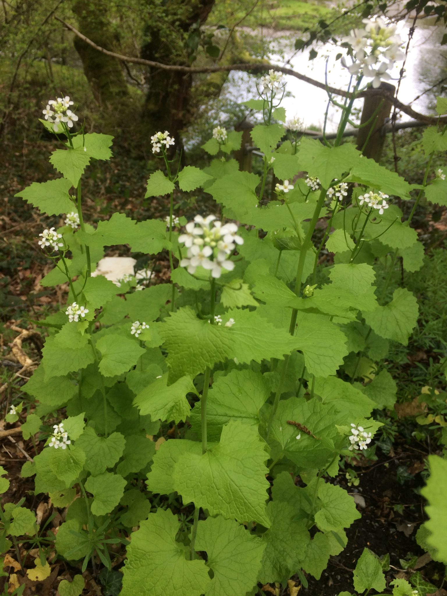 Jack by the Hedge - Alliara petiolata - – Pippin & Gile – Bushcraft and Foraging – Brecon Beacons – Surrey – South London - Mid Wales - South Wales - Welsh Borders