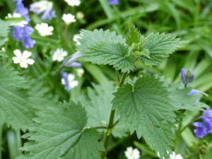 Nettles - Pippin & Gile - Bushcraft and Foraging - South London - South Wales - Mid Wales - Brecon Beacons National Park - Surrey
