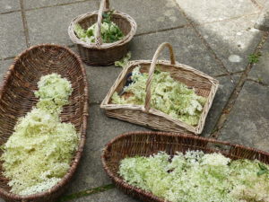 Picked Elderflowers - Foraging Courses - Preserving Courses - Preserving Courses South London - Preserving Courses East Surrey