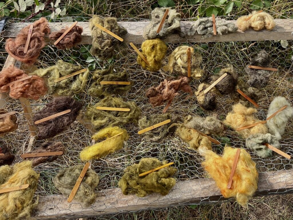 Drying the Colours - Natural Dyeing