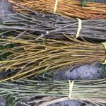 cut willow, in various colours bundled up to dry