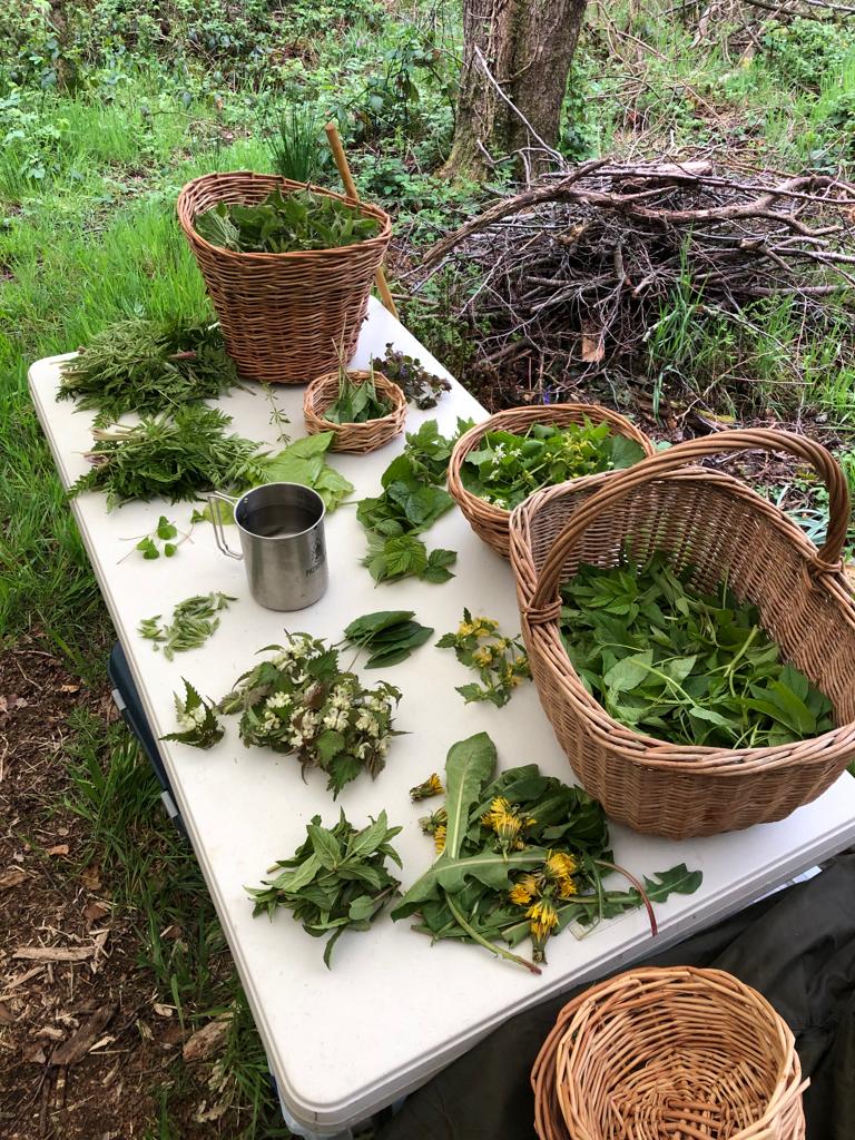 A table with a wide range of foraged plants laid out in different plies
