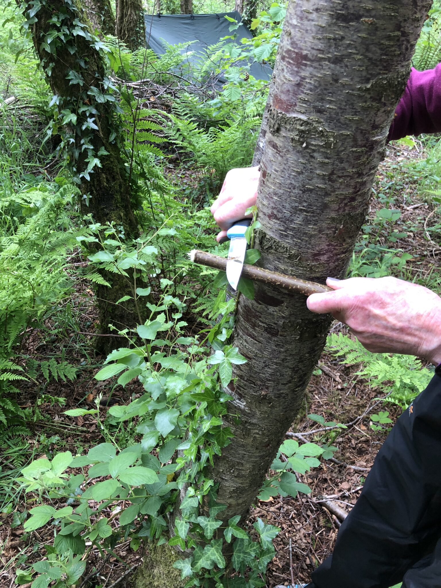 Older persons hands using a knife reinforced around a tree to shave off fine shavings on a weekend bushcraft course