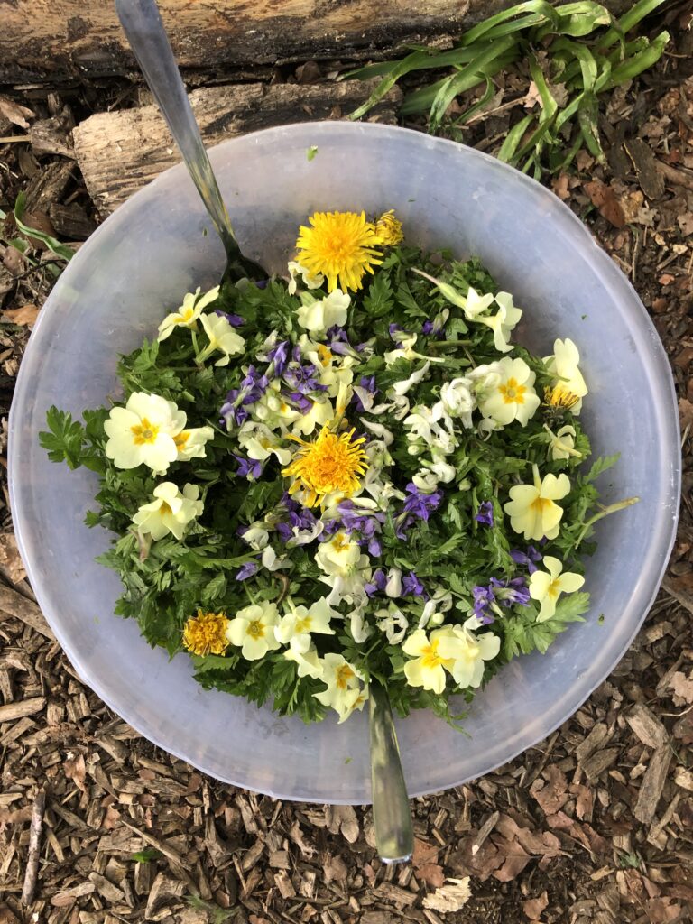 a flower filled wild salad - served on our spring foraging course - With Primrose, Violet and Dandelion Flowers
