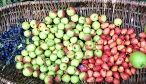 Crab Apples