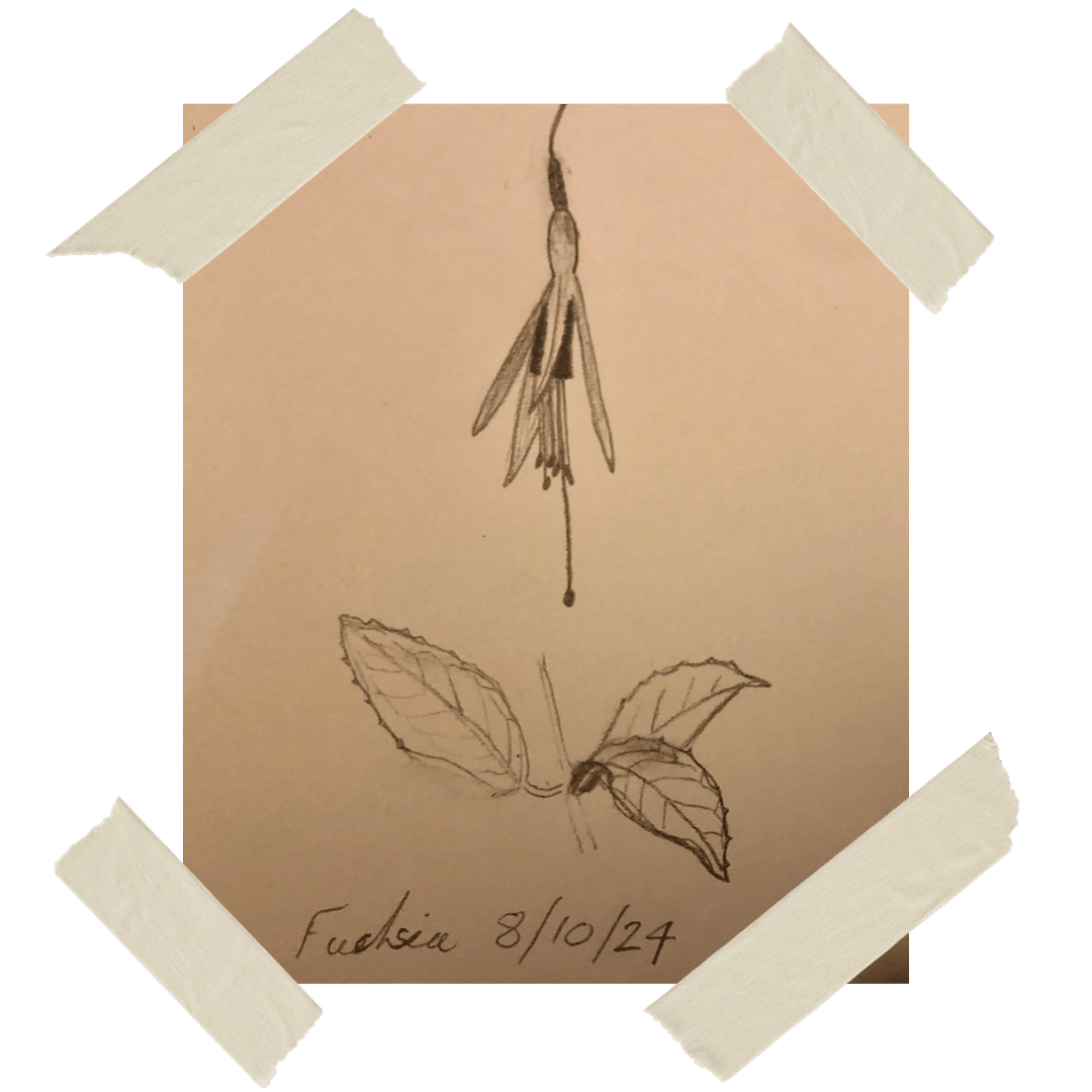 Fuchsia Magellanica