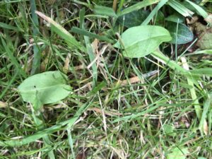 IMG_1484 Common Sorrel