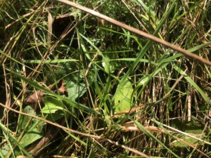 IMG_1938 Common Sorrel
