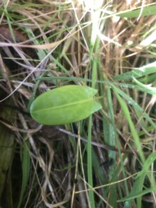 IMG_1945 Common Sorrel