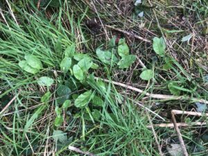IMG_1949 Common Sorrel