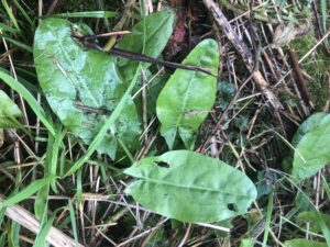 IMG_1950 Common Sorrel
