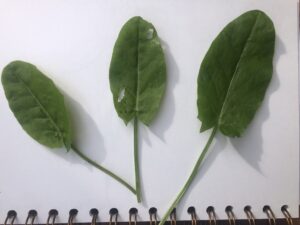 IMG_1955 Common Sorrel