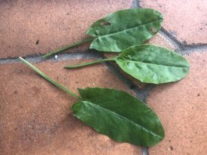 IMG_1956 Common Sorrel