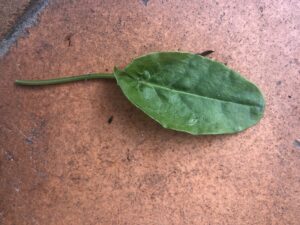 IMG_1957 Common Sorrel