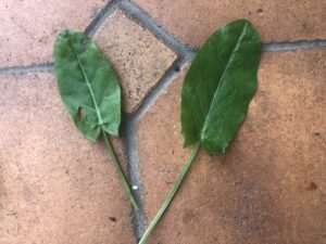 IMG_1958 Common Sorrel