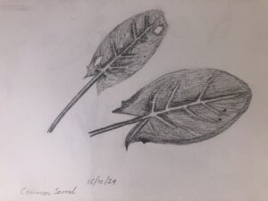 IMG_1959 Common Sorrel