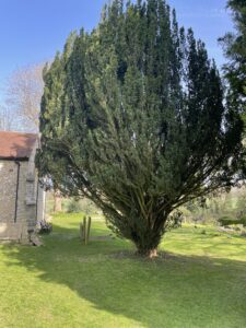 Irish Yew