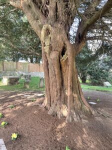 Yew in church yard - nice trunk detail Old Yew - Rotting Centre trunk  - Pippin & Gile Bushcraft & Foraging
