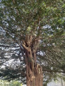 Common Yew