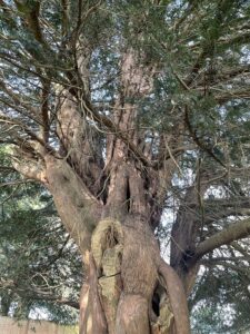 Old Yew - Rotting Centre trunk  - Pippin & Gile Bushcraft & Foraging