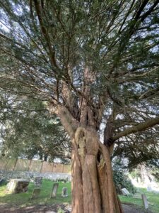 Common Yew
