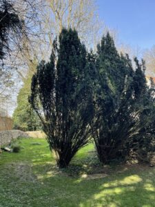 Irish Yew in Grave Yard