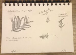Yew Cuttings Sketch