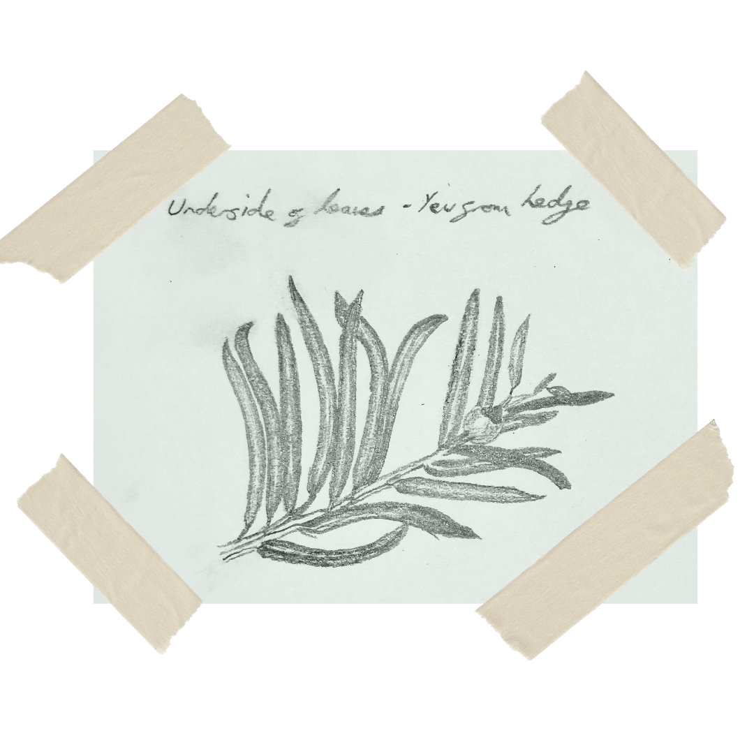 Sketched English Yew 