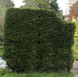 Yew Hedge