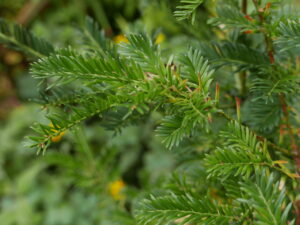 Yew Tips