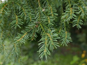 Yew Tips