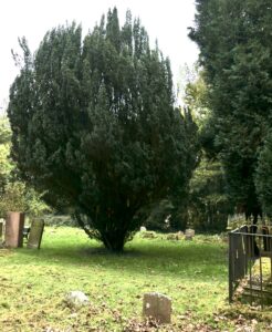 Irish Yew - Grave Yard - Pippin & Gile Bushcraft & Foraging