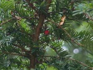 Yew Aril - Pippin & Gile Bushcraft & Foraging